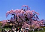 三春滝桜　三春町
